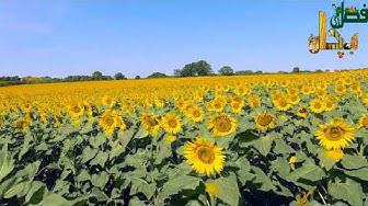 'Video thumbnail for Best Agriculture Website - fasalbachao.com'